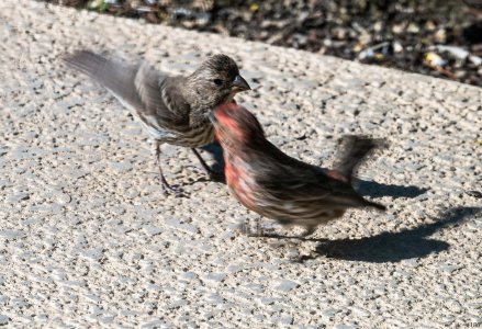 birds in a bush #186.jpg