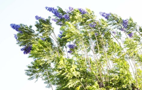 purple tree #1(small).jpg