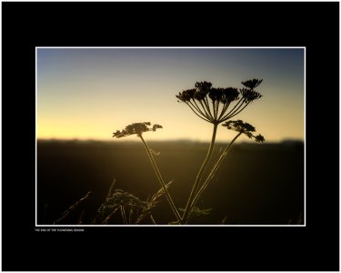 The End of the Flowering Season.jpg