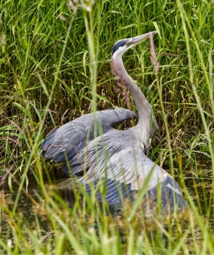 gbh - small.jpg