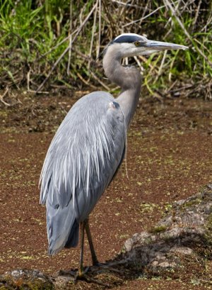 gbh2 - small.jpg