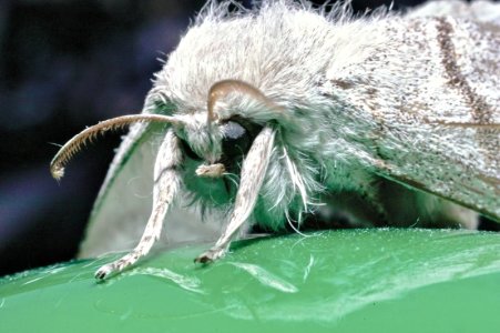 Pale Tussock Moth-4_edited.jpeg