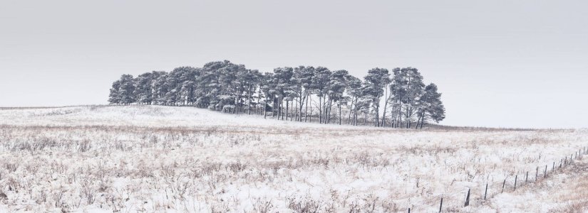 snow on monaro.jpg