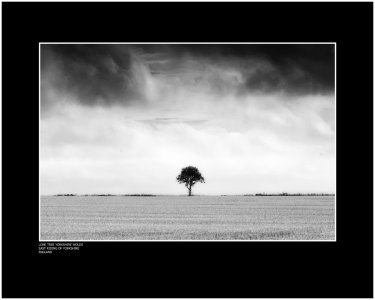 Lone Tree Yorkshire Wolds East Riding of Yorkshire England.jpg