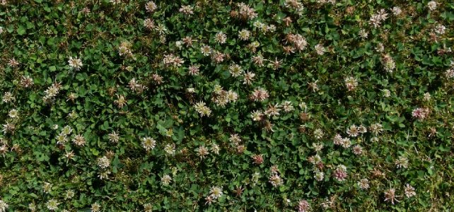 clover cropped small.jpg