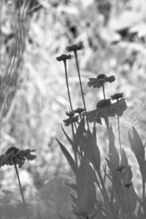 IR Silverdale Moss_edited.jpeg