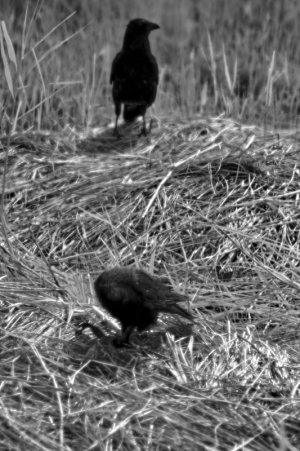 IR Silverdale Moss-22_edited.jpeg