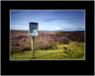 The North York Moors Landscape in summer.jpg