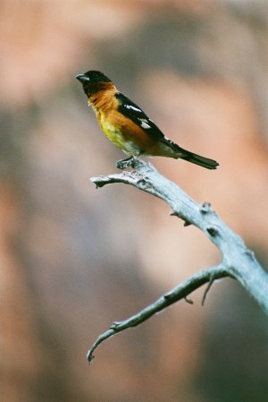 black-headed grosbeak.jpg