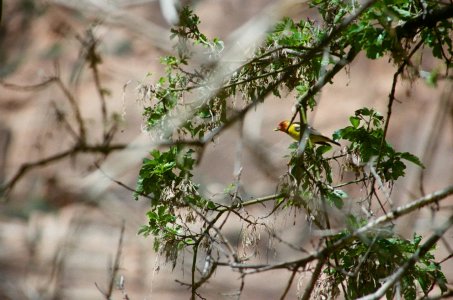 Western Tanager.jpg