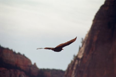 turkey vulture.jpg