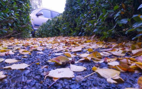 front walk with leaves 2.jpg