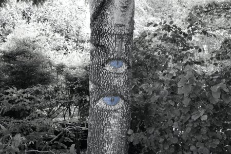 the trees have eyes2.jpg