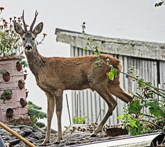 Oh deer, did you see him in the garden.jpg