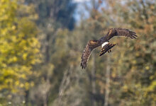 female n.harrier2.jpg