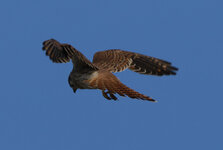 f. a kestral2.jpg