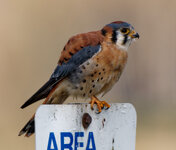 small - kestrel - new edit.jpg