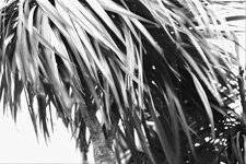 Comely Bank Palm in Wind 1 1400.jpg