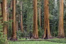 Jonathan Irish - 20160506-JI-Sequoia National Park-_DSF8913.cd1e7058.jpg