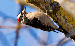 downy woodpecker.jpg