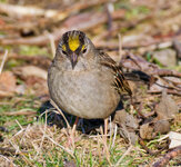 golden-crowned sparrow.jpg