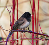 dark-eyed junco.jpg