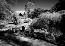 00_northern cemetry, Sony digital with R72 filter.jpg