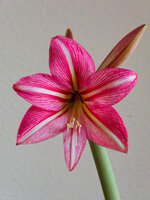 amaryllis2.jpg