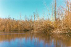 salish pond.jpg