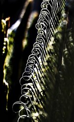 IMG_9803-a.jpg