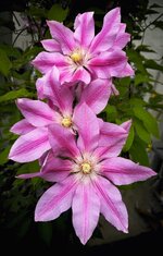 IMG_042-a.jpg