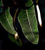 DSCF2950-a.jpg