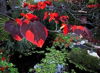 IMG_0433-a.jpg
