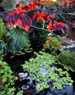 IMG_0435-a.jpg