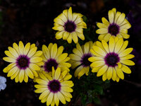 flowers at the beach.jpg