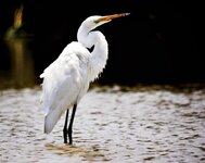 PV Egret-a.jpg