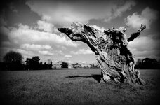 IMG_0010 (5).jpg