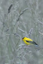 DSC04494 - american goldfinch.jpg