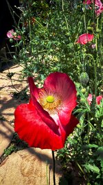 IMG_0643-a.jpg IMG_0643-a.jpg