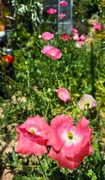 IMG_0644-a.jpg IMG_0644-a.jpg