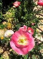 IMG_0645-a.jpg IMG_0645-a.jpg