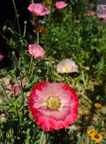 IMG_0647-a.jpg IMG_0647-a.jpg