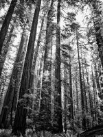96b-w.jpg