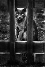 Cat-1-UE-a.jpg