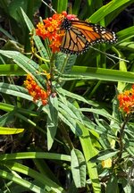 IMG_0799-a.jpg