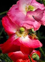 IMG_0802-a.jpg
