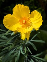 IMG_0805-a.jpg