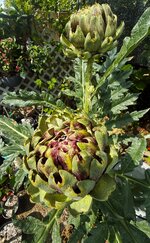 IMG_0807-a.jpg