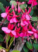 IMG_0810-a.jpg