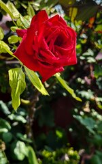 IMG_0813-a.jpg
